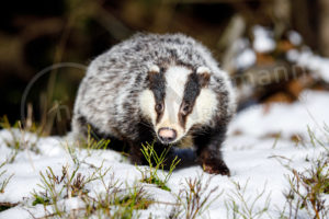 Europäischer Dachs (Meles meles)