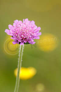 Acker-Witwenblume Wiesen-Witwenblume (Knautia arvensis) Acker-Witwenblume Wiesen-Witwenblume (Knautia arvensis)