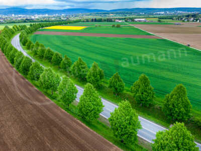 Allee, Straßen durch Bäume eingefasst zwischen Frankfurt Nieder-Eschbach und Ober-Erlenbach (Bad Homburg) Allee, Straßen durch Bäume eingefasst