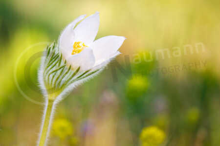 Alpen-Kuhschelle Alpen-Küchenschelle (Pulsatilla alpina) Alpen-Kuhschelle Alpen-Küchenschelle (Pulsatilla alpina)