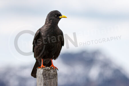 Alpendohle (Pyrrhocorax graculus)