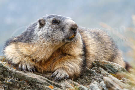Alpenmurmeltiere (Marmota marmota) in der Nähe des Groß-Klockners im Berner Oberland (Österreich) Alpenmurmeltier (Marmota marmota)