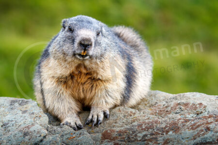 Alpenmurmeltier (Marmota marmota)