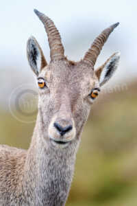 Alpensteinbock (Capra ibex) Alpensteinbock (Capra ibex)