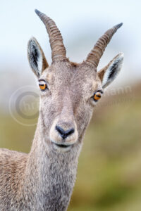 Alpensteinbock (Capra ibex)