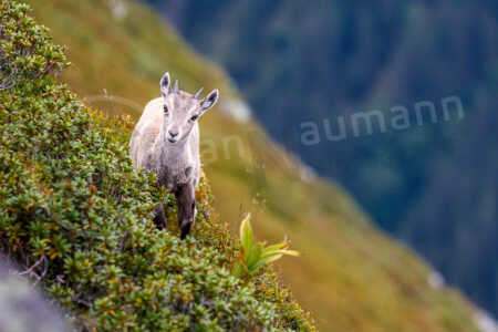 Alpensteinbock (Capra ibex) Alpensteinbock (Capra ibex)