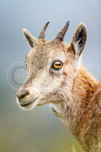 Alpensteinbock (Capra ibex)
