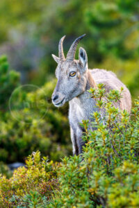 Alpensteinbock (Capra ibex)