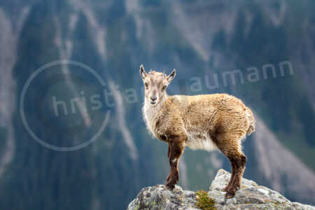 Alpensteinbock (Capra ibex) Alpensteinbock (Capra ibex)