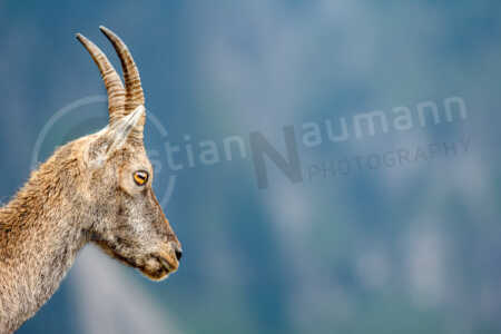 Alpensteinbock (Capra ibex) Alpensteinbock (Capra ibex)