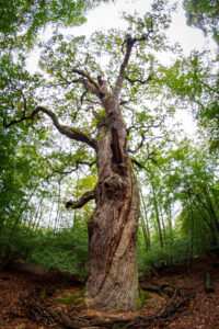 Alter Baum Alter Baum
