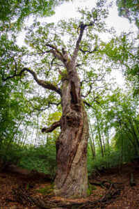 Alter Baum Alter Baum