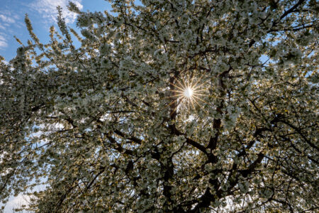Apfelbaum (Malus domestica), blühend Apfelbaum, Kulturapfel (Malus domestica), blühender Baum
