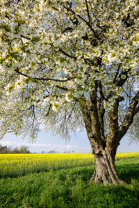 Apfelbaum (Malus domestica), blühend, Raps Apfelbaum, Kulturapfel (Malus domestica), blühender Baum