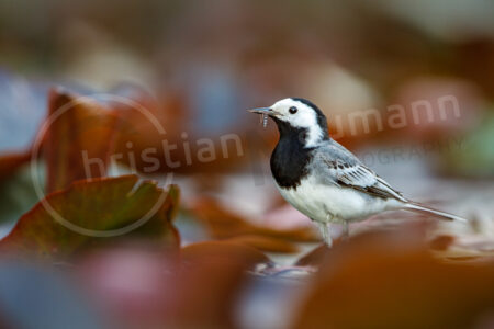 Bachstelze (Motacilla alba)