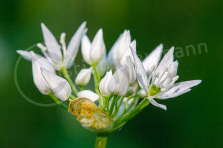Bärlauch (Allium ursinum) Bärlauch (Allium ursinum)