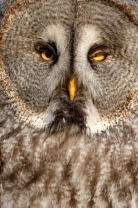 Bartkauz (Strix nebulosa)