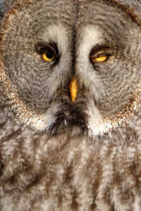 Bartkauz (Strix nebulosa) Bartkauz (Strix nebulosa)