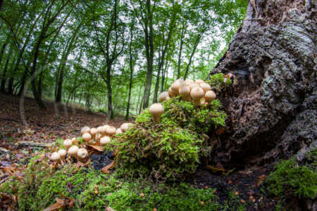 Baumwurzel mit Pilzen Baumwurzel mit Pilzen