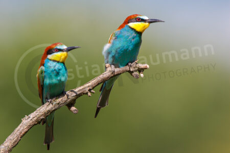 Bienenfresser (Merops apiaster)