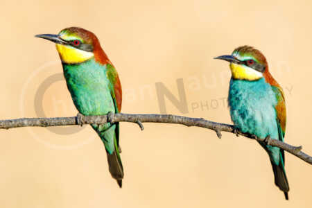 Bienenfresser (Merops apiaster) Bienenfresser (Merops apiaster)