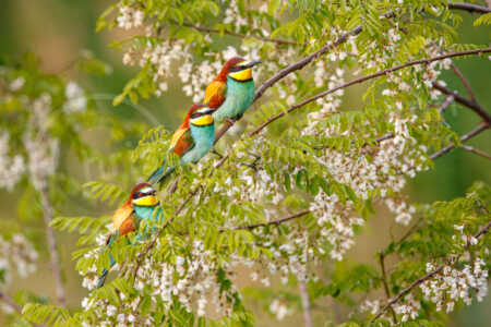 Bienenfresser (Merops apiaster) Bienenfresser (Merops apiaster)