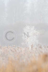 Birke im Nebel Birke im Nebel