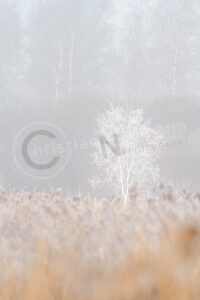 Birke im Nebel