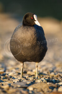 Blässhuhn (Fulica atra)