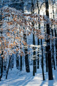 Blätter im Winterwald Blätter im Winterwald