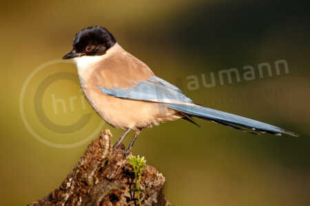 Blauelster (Cyanopica cyana) Blauelster (Cyanopica cyana)