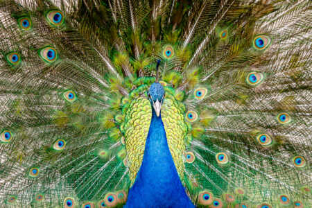 Portrait eines Blauen Pfaus (Pavo cristatus) Blauer Pfau (Pavo cristatus)
