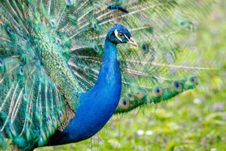 Portrait eines Blauen Pfaus (Pavo cristatus) Blauer Pfau (Pavo cristatus)