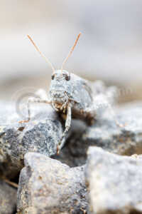Auf einem mit Split geschotterten Feldweg sitzt eine getarnte Blauflügelige Ödlandschrecke (Oedipoda caerulescens). Blauflügelige Ödlandschrecke (Oedipoda caerulescens)