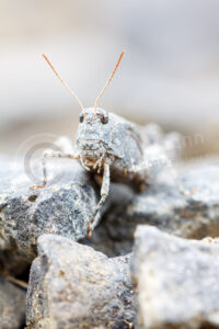 Blauflügelige Ödlandschrecke (Oedipoda caerulescens)
