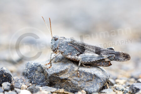 Blauflügelige Ödlandschrecke (Oedipoda caerulescens)