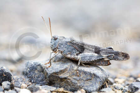 Auf einem mit Split geschotterten Feldweg sitzt eine getarnte Blauflügelige Ödlandschrecke (Oedipoda caerulescens). Blauflügelige Ödlandschrecke (Oedipoda caerulescens)