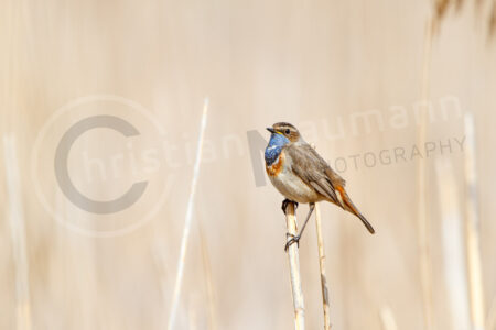 Blaukehlchen (Luscinia svecica)