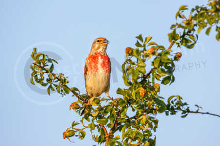 Bluthänfling (Linaria cannabina) Bluthänfling (Linaria cannabina)