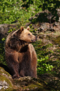 Braunbär (Ursus arctos) Braunbär (Ursus arctos)