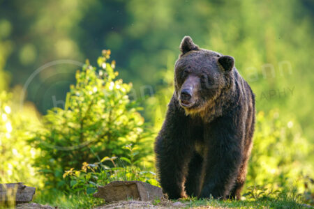 Braunbär (Ursus arctos) Braunbär (Ursus arctos)
