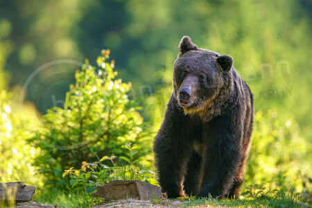 Braunbär (Ursus arctos) Braunbär (Ursus arctos)