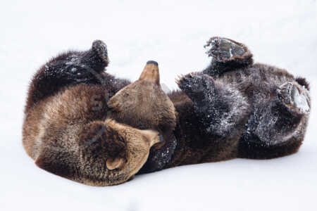 Auf einer Schneefläche kämpfen zwei erwachsene Bären im Winter miteinander und wälzen sich im Schnee Braunbär (Ursus arctos)