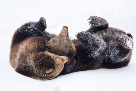 Braunbär (Ursus arctos)