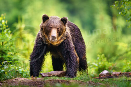 Braunbär (Ursus arctos) Braunbär (Ursus arctos)