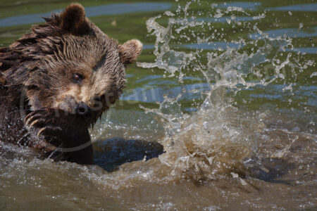 Braunbär (Ursus arctos) Braunbär (Ursus arctos)