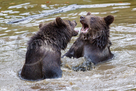 Zwei junge Bären kämpfen im Wasser miteinander Braunbär (Ursus arctos)
