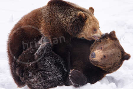 Auf einer Schneefläche kämpfen zwei erwachsene Bären im Winter miteinander und wälzen sich im Schnee Braunbär (Ursus arctos)
