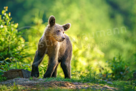 Braunbär (Ursus arctos) Braunbär (Ursus arctos)