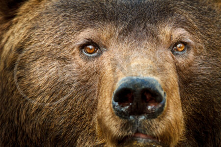 Portrait eines ausgewachsenen Braunbären Braunbär (Ursus arctos)
